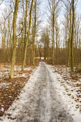 Forest road in the winter forest on a cloudy day. Winter.