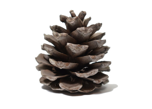 Baltic pine cone