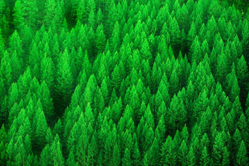 Forest of Pine Trees in Early Morning Light Lush Green Growth