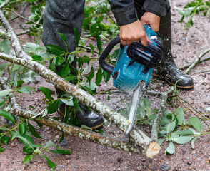A man in protective overalls saws branches from a fallen tree in a pine forest with a chainsaw. The process of sawing fallen trees after a hurricane.  A man saws a tree with a chainsaw. 