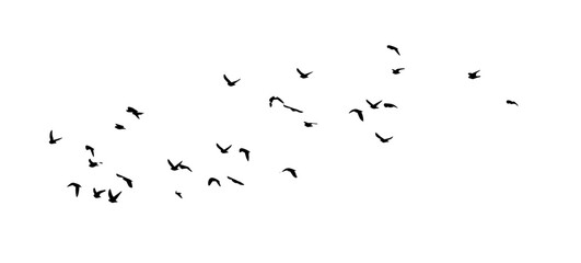 A flock of flying birds. Free birds. Vector illustration