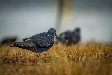 Pigeon 