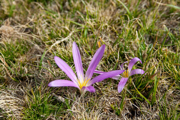 Obraz premium colchicum montanum, flower in its natural environment in a Spanish dehesa