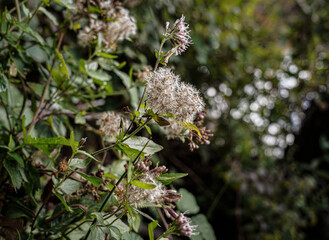 Weiße Blüten im Herbst