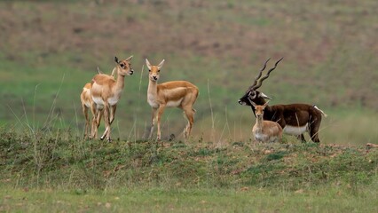 blackbuck (Antilope cervicapra), also known as the Indian antelope