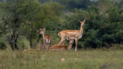 blackbuck (Antilope cervicapra), also known as the Indian antelope