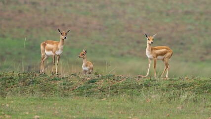 blackbuck (Antilope cervicapra), also known as the Indian antelope