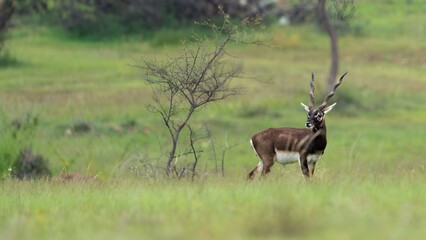 Naklejka na ściany i meble blackbuck (Antilope cervicapra), also known as the Indian antelope