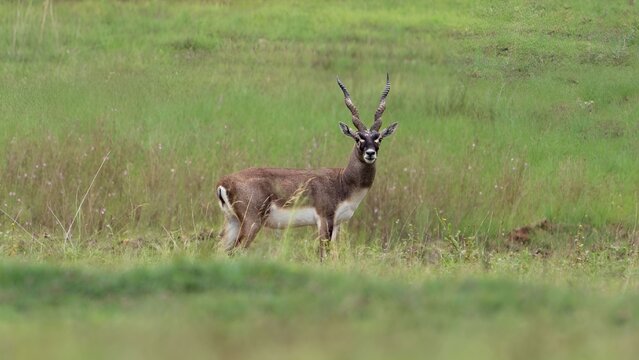 blackbuck (Antilope cervicapra), also known as the Indian antelope