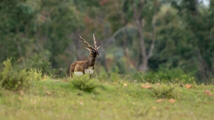 blackbuck (Antilope cervicapra), also known as the Indian antelope