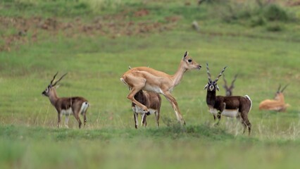 blackbuck (Antilope cervicapra), also known as the Indian antelope