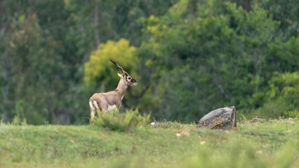 blackbuck (Antilope cervicapra), also known as the Indian antelope