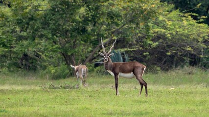 Naklejka na ściany i meble blackbuck (Antilope cervicapra), also known as the Indian antelope