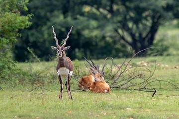 blackbuck (Antilope cervicapra), also known as the Indian antelope