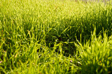 Gras
