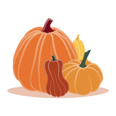 Pumpkins. Agriculture. Autumn composition. Vegetables. Flat vector illustration of pumpkins on white background
