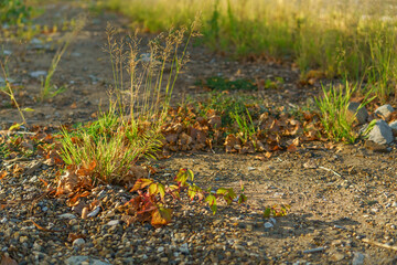 autumn leaves on the ground