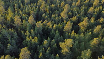 Forêt suèdoise