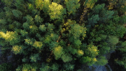 Forêt suèdoise