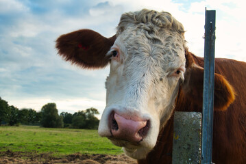 Kuh auf der Außenweide
Biologische Rinderhaltung 