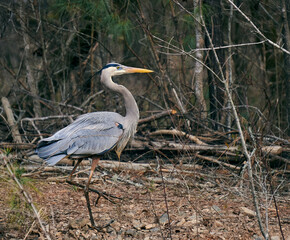 Blue Heron Male Walking In A Marsh in Winter