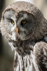 Great Grey Owl head shot