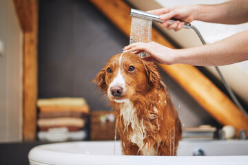 Dog taking bath at domestic bathroom. Showering of Nova Scotia Duck Tolling Retriever at home. - 535292258