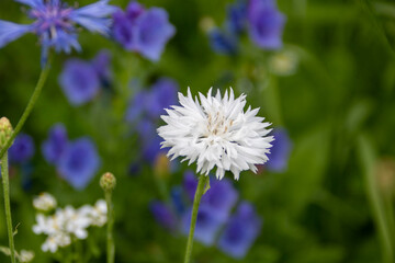pretty white flower of the cornflower also known as bachelor's button on a background of blurred...