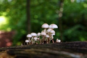 mushrooms in the forest