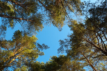 coniferous trees in the forest, in the photo trees and tree branches against the blue sky view from below