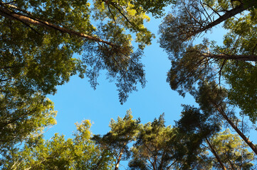 coniferous trees in the forest, in the photo trees and tree branches against the blue sky view from below