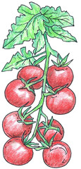 Brush of eight large tomatoes on a transparent background. Tomatoes branch. Colored pencil illustration. Isolated vegetables illustration. Hand drawn elements for food design, Italian restaurant menu.