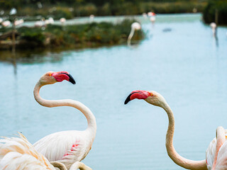 Flamingos, Camargue