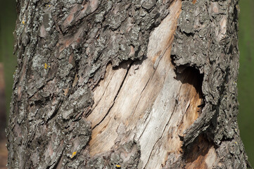 tree trunk, in the photo an old tree and bark close-up