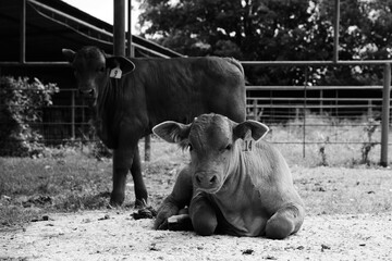 Beefmaster calf on farm in black and white on rural Texas ranch.