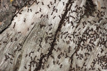 ants, in the photo ants on an old tree close-up