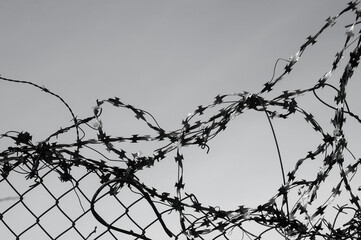 gray background, in the photo a barbed metal wire on a gray background