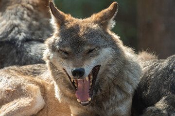 Grey wolf yawning