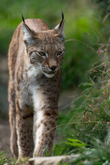 Eurasian Lynx on the prowl