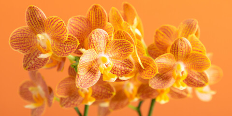 Obraz na płótnie Canvas Beautiful orange orchid on orange background. Floral yellow background. Orange flowers.