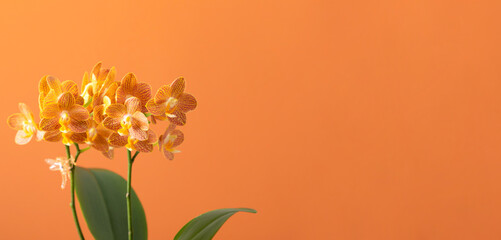 Beautiful orange orchid on orange background. Floral yellow background. Orange flowers.