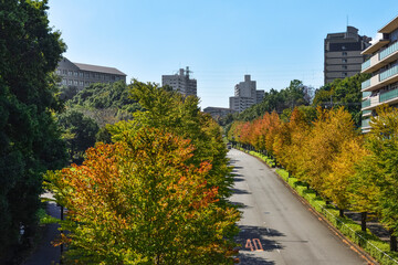 初秋の街並みと道路　紅葉した街路樹