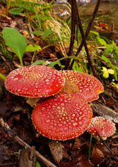 A group of Amanita muscaria mushrooms
