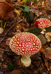 A close-up of an Amanita muscaria mushroom