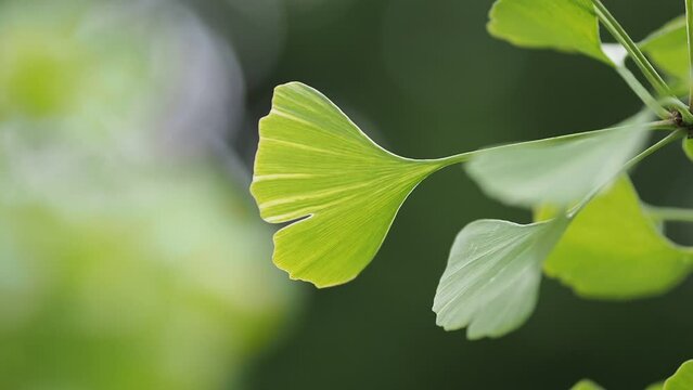 ginkgo leaf in the sunlight