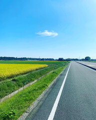 Fototapeta premium road in the field