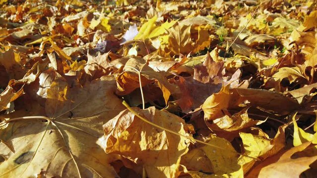 Fallen leaves of maple and other trees carpet the lawn in the park. The camera slowly moves forward. A light breeze rustles the leaves. Autumn. Sunny day. The video was filmed using a motorized slider