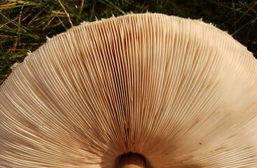 The lamellae of a Macrolepiota procera mushroom