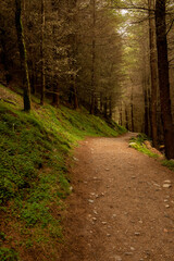 Forest path lit with soft sunlight