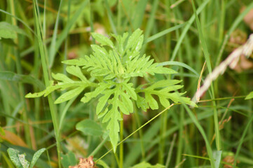 Ambrosia. Closeup of annual ragweed leaves with selective focus on foreground